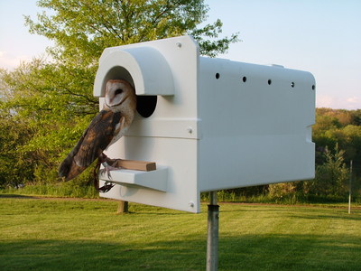 Barn Owl and Barn Owl Box