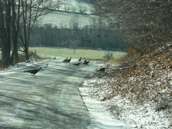 fleeing_turkeys.jpg