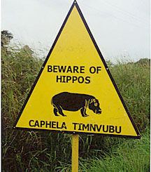 beware_of_hippos_02.jpg