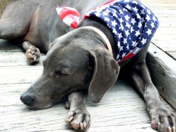 dog_independence day.jpg