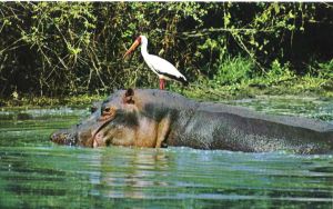 hippo_with_bird_sml.jpg