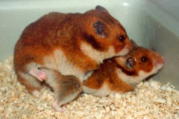 hamster-sex