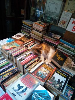 Bookseller cat is sleeping on the job