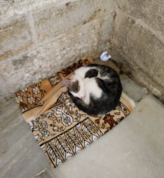 Imam cat is resting in mosque courtyard