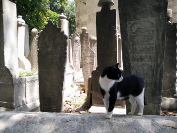 Tomb cat makes sure everyone stays dead