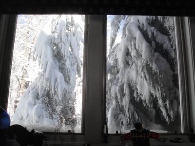 Trees at window