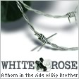 White Rose Blog